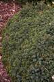 Picea glauca Echiniformis IMG_9446 Świerk biały